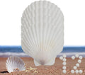 12 Pcs Sea Shells White Large Scallop Shells by PLOOTA