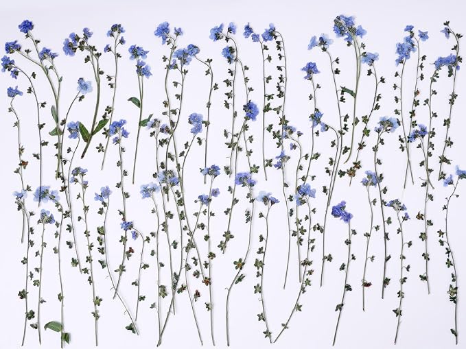 48 Pcs Natural Dried Pressed Forget-me-not Flowers by AHTONG