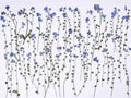 48 Pcs Natural Dried Pressed Forget-me-not Flowers by AHTONG