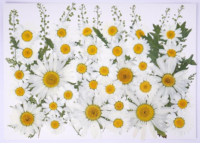 48 Pcs Natural Dried Pressed Daisy Flowers by AHTONG