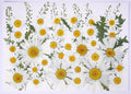 48 Pcs Natural Dried Pressed Daisy Flowers by AHTONG
