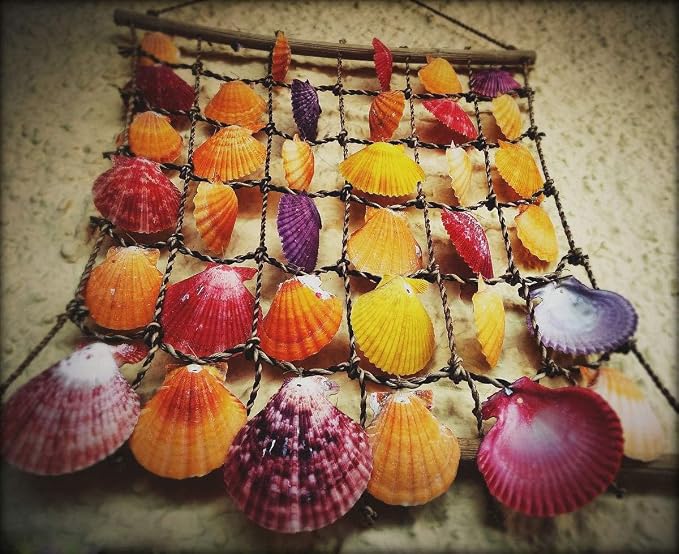 Sea Shells Mixed Beach Seashells 9 Kinds 1.2"-3.5 "Various Sizes Natural - Image 7