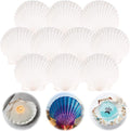10PCS Scallop Shells for Crafts 4''-5'' Natural White Large Shells Decoration by PremiumYardSignsJoyfulPartyEssentialsForEverysingleHome