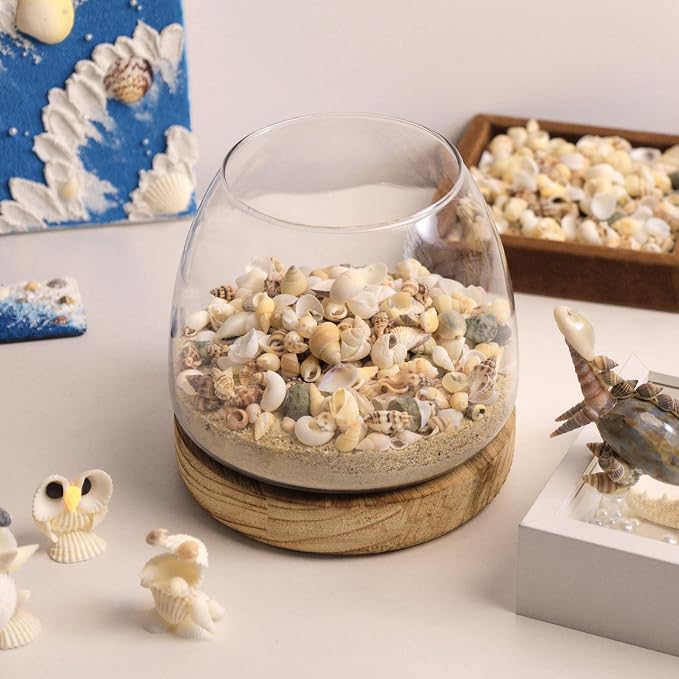 JSPYFITS 1200 PCS Sea Shells Small Mixed Beach Snail Seashells - Image 6