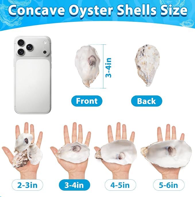 30Pcs 3-4 Inch Concave Oyster Shells - Image 5