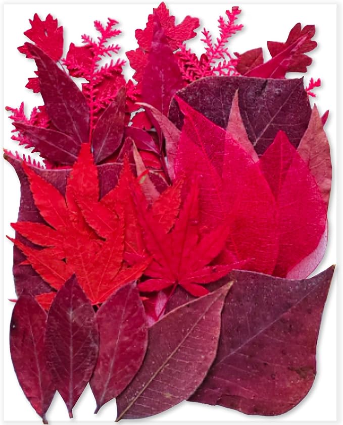 Red Dried Pressed Leaf Leaves, YouthBro 30PCS Real Nature Plant Herbarium Set by YouthBro