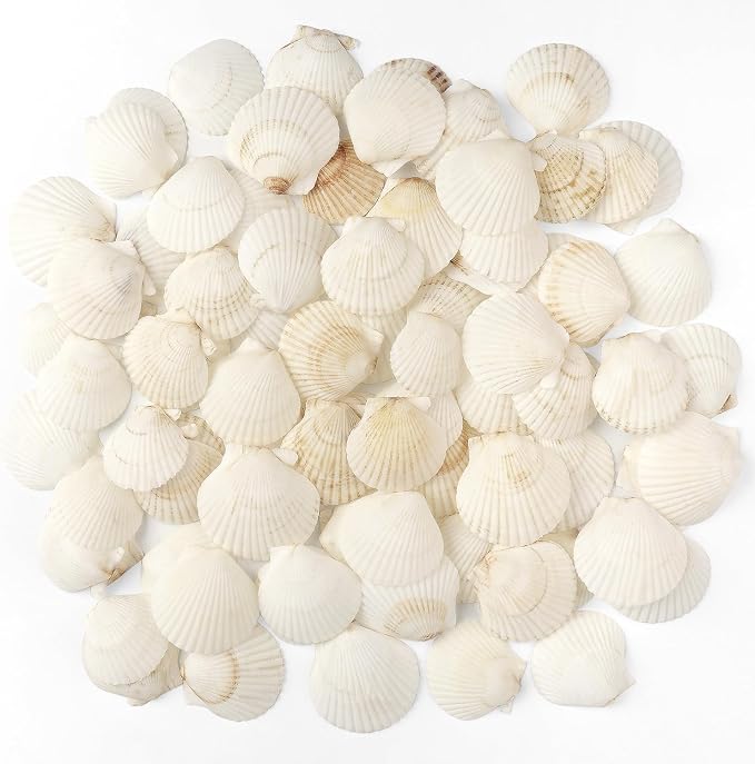 Jangostor 48 PCS Scallop Shells Natural Seashell, 1.5" to 2" White Scallop by Jangostor