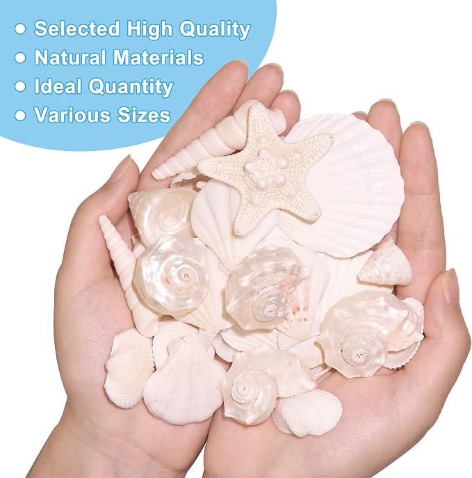 Silver White Sea Shell Mixed Ocean Shells Set, 1.2"-2.6" Various Sizes Natural - Image 5