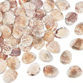 PH PandaHall 40~50pcs Tiny Scallop Sea Shells 24~29mm Ocean Beach Clam Craft by PHPandaHall