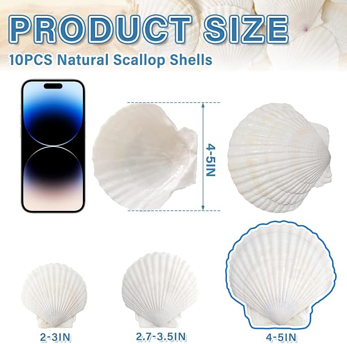 QEQEKAKA 10PCS Large Scallop Shells - Image 3