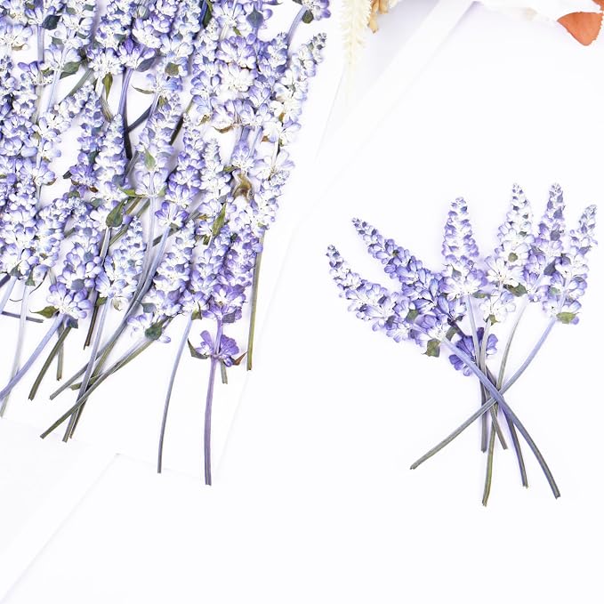 50Pcs Lavender Dried Pressed Flowers - Image 4