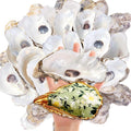SINKOO 20PCS Concave Oyster Shells 4"-6", Large Oyster Shells by SINKOO