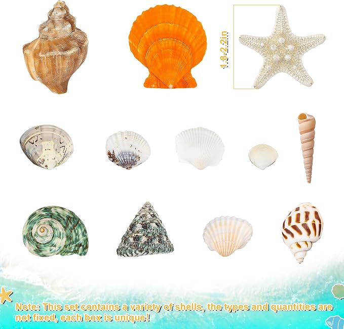 Natural Sea Shell Mixed Ocean Shells Set - Image 4
