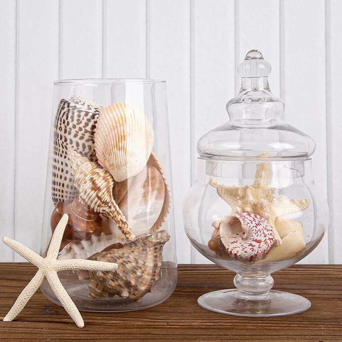JQAQJU Sea Shells for Decorating 15PCS Large Seashells Starfish Conch for Beach - Image 4