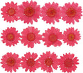 50pcs Natural Dried Daisy Flower, Vacuum Packaging, Pressed Flower by YUNZHI