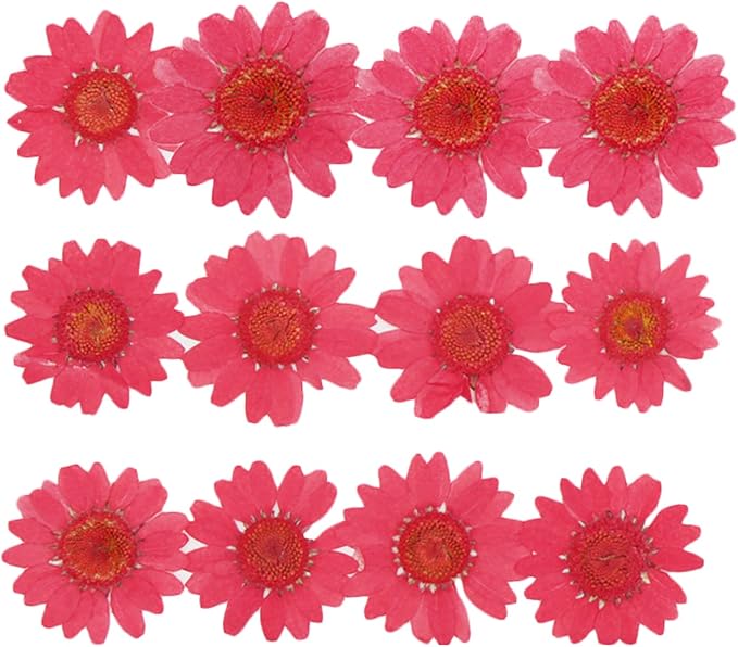 50pcs Natural Dried Daisy Flower, Vacuum Packaging, Pressed Flower by YUNZHI