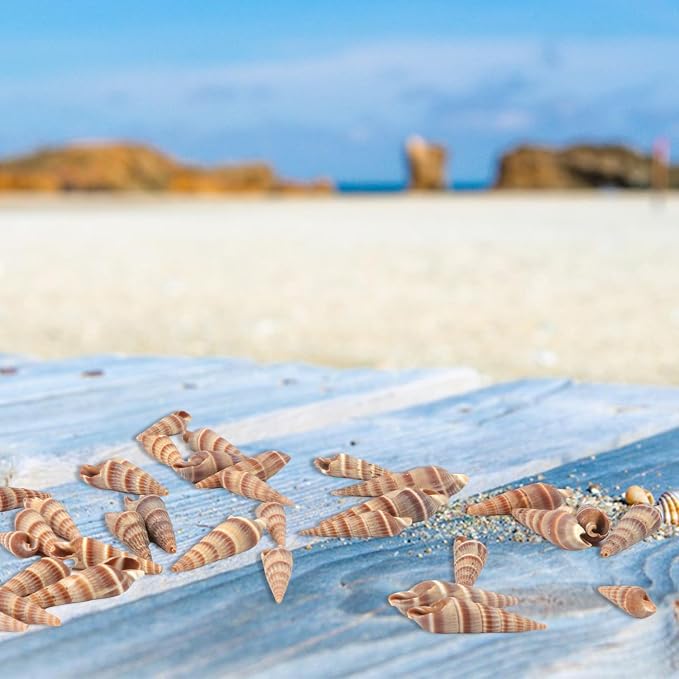 400 PCS Mini Sea Shells Natural Small Seashells, 0.6"-1.4" Tiny Sea Shells - Image 6