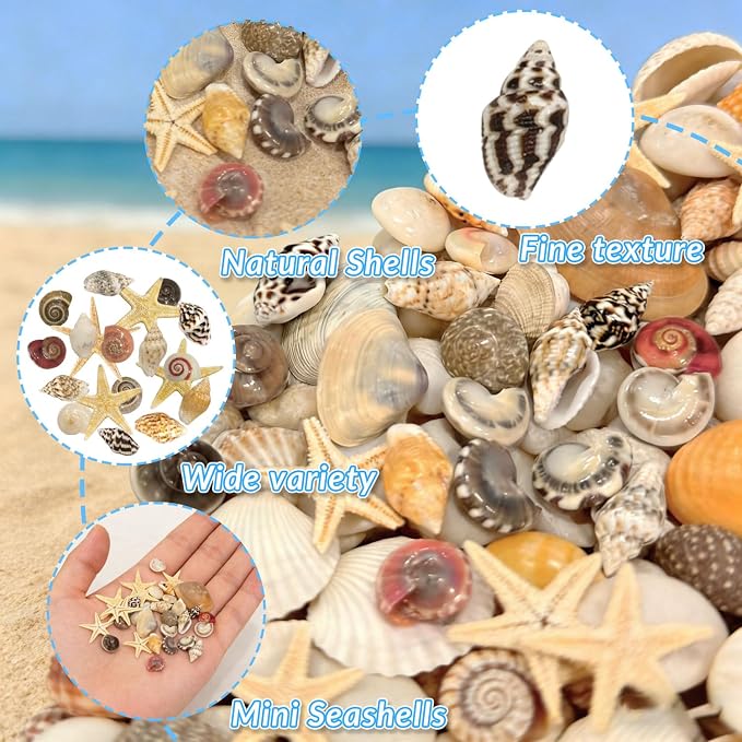 25 Types Small Sea Shells for Crafts - Image 3