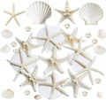 JQAQJU 16PCS Starfish and Scallop Shells by JQAQJU