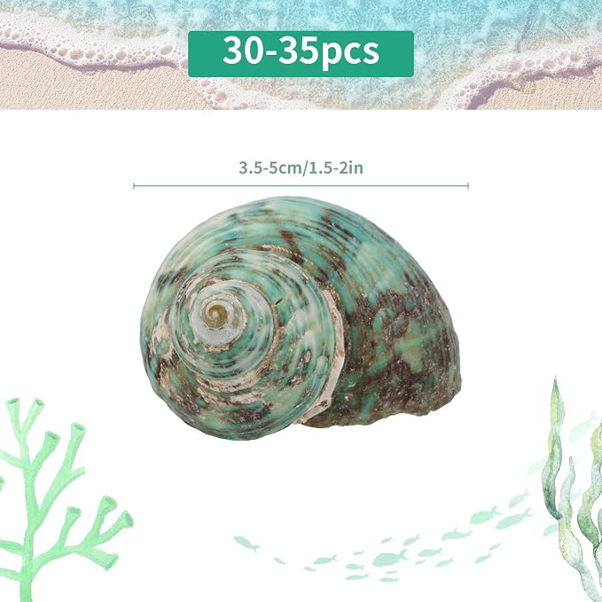 30 PCS+ Small Conch Shells Natural Sea Shells, 1.5"-2" Green Ocean Conch Shells - Image 2