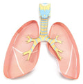 NewPath Learning Lungs 3-D Paper Model Making Kit, Set/5 Full-Color, Paper by NewPathLearning