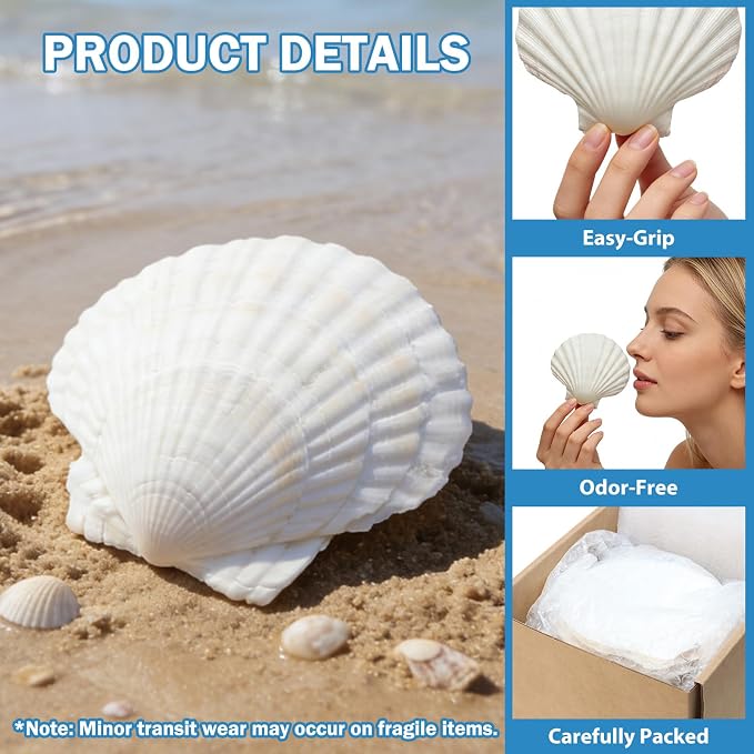 4"-5" 20 PCS Large Scallop Shells - Image 6