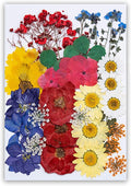 35Pcs Dried Pressed Flowers Leaves by TopFunny