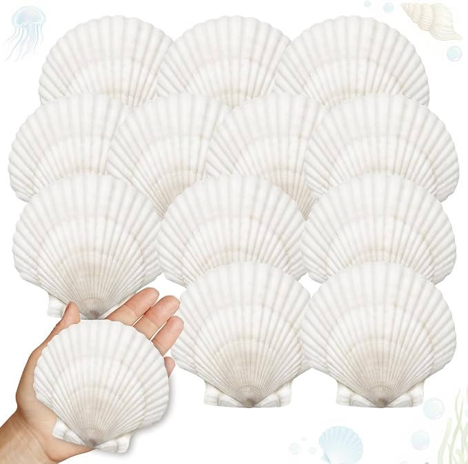 25 Pcs Large Scallop Shells for Crafts 4''-5'' White Scallop Shells Large by Unknown