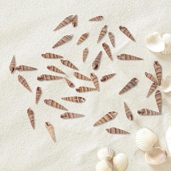 400 PCS Mini Sea Shells Natural Small Seashells, 0.6"-1.4" Tiny Sea Shells - Image 7