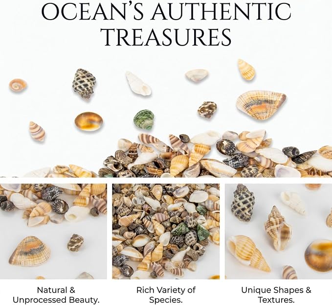 MAQIHAN Tiny Seashells for Crafts - Image 5