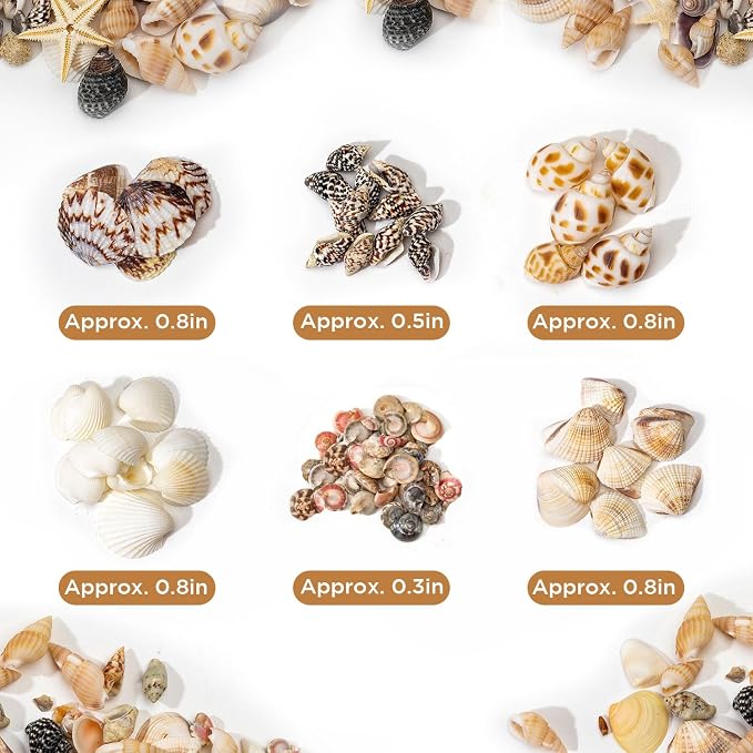 1200 PCS Natural Seashells, Joyfulmap Tiny sea Shells & Small Starfish - Image 5