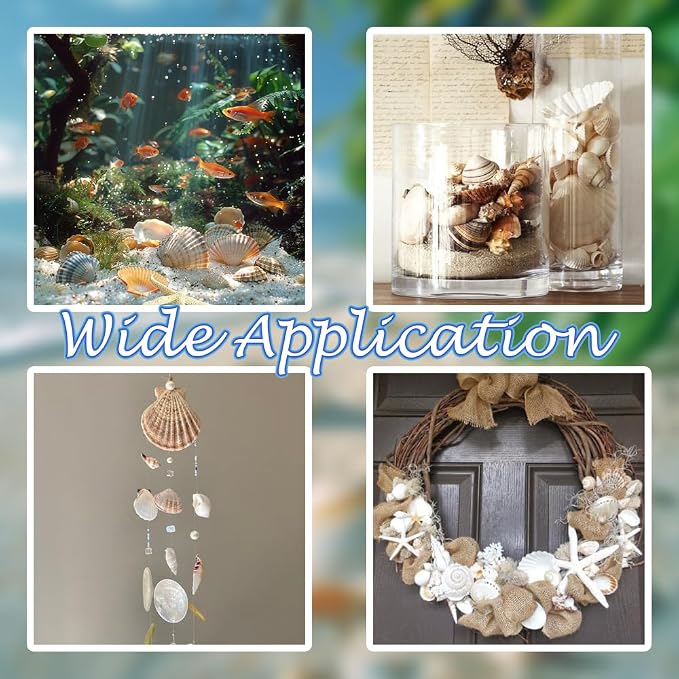Natural Mixed Seashells Conch Starfish Sea Glass 1-2.8 Inch, 16.5 OZ | Bulk - Image 6