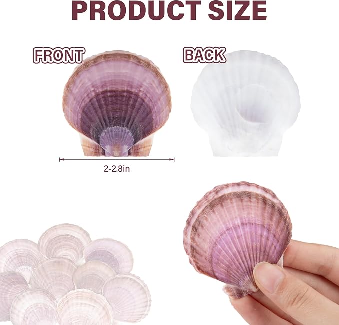 30PCS Natural Scallop Shells Purple Sea Shells, Real Seashells from Beach - Image 3