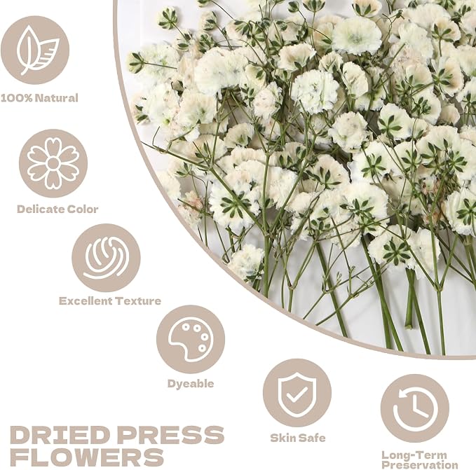 Dried Babys Breath White, Natural Pressed Flowers - Image 2