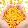 QICQDRAM Crushed Shells for Crafts About 1LB Small Natural Crushed Shells Bulk by QICQDRAM