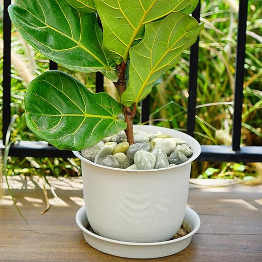 YISZM 40lbs Jade River Rocks for Landscaping, 2-3 Inch Natural Pebbles for - Image 5