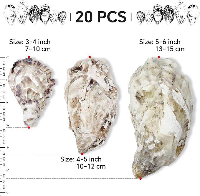 20PCS 3"-4" Medium Oyster Shells - Image 2