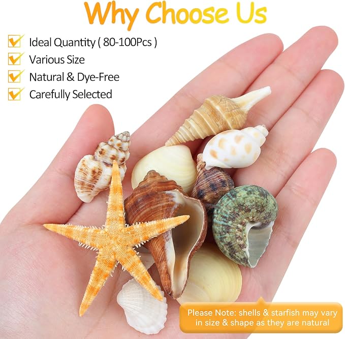 80+ Pcs Natural Seashells, Mixed Starfish Sea Shells - Image 2