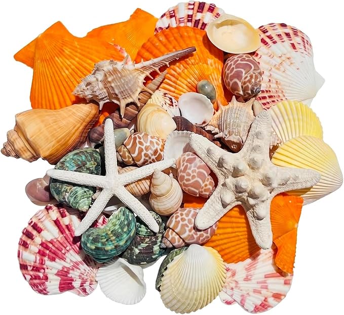 70+ Pcs 16 Kinds Natural Assorted Seashells 1.2"-3.5" by Unknown