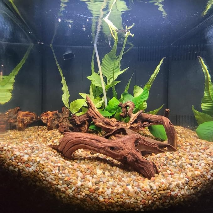 3 Pcs Natural Driftwood for Aquarium, Aquarium Driftwood Freshwater 8-10 Inch - Image 3