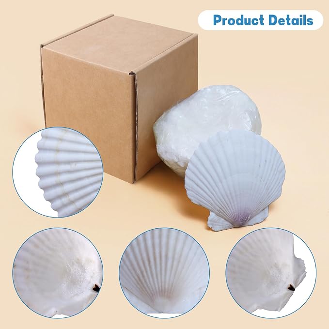20PCS Large Natural Scallop Shells 4-5 Inch White - Image 8