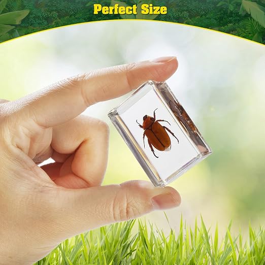 15 Real Insect Resin Specimens Set - Image 3