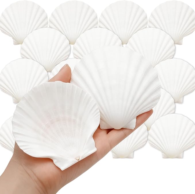 Denking 20 PCS Scallop Shells 3.5-4 inch Natural White Seashells by Unknown