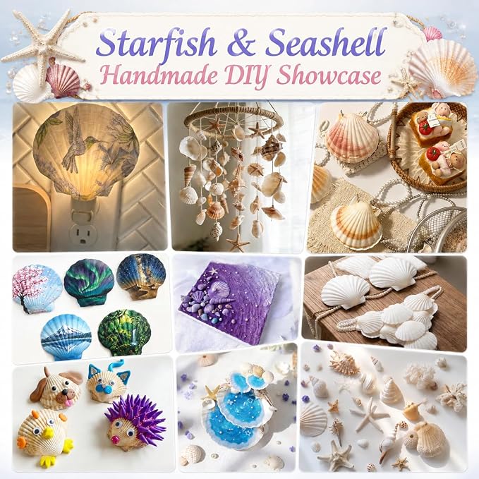 JSPYFITS Sea Shells Mixed Beach Seashells 15 Kinds 1.2"-3.5" Various Sizes - Image 4