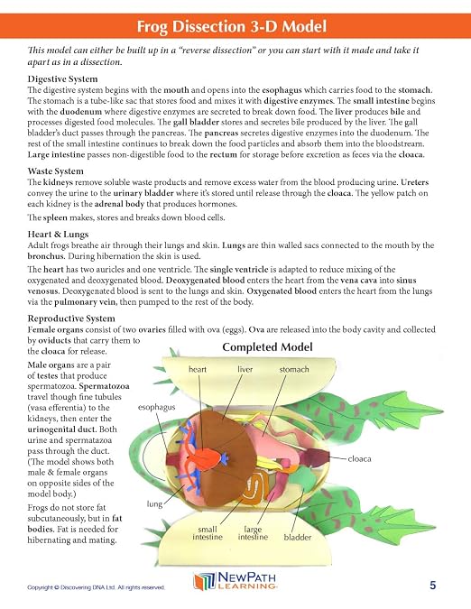 NewPath Learning Frog Dissection 3-D Paper Model Making Kit, Set/5 Full-Color - Image 5