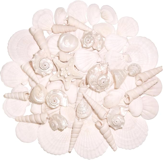 Silver White Sea Shell Mixed Ocean Shells Set, 1.2"-2.6" Various Sizes Natural by WeDoSoy