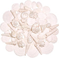Silver White Sea Shell Mixed Ocean Shells Set, 1.2"-2.6" Various Sizes Natural by WeDoSoy