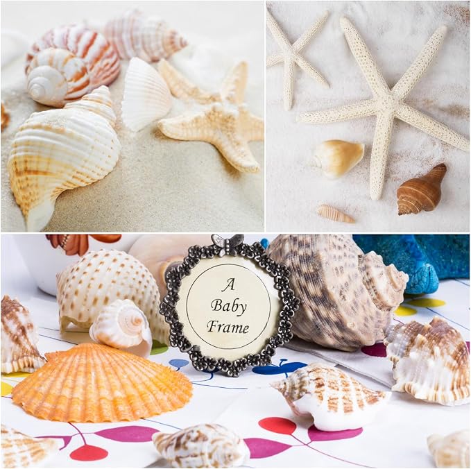 Fangoo 1.5 LB Mixed Sea Shells, 130+ PCS Beach Seashells Starfish Oyster Shells - Image 4