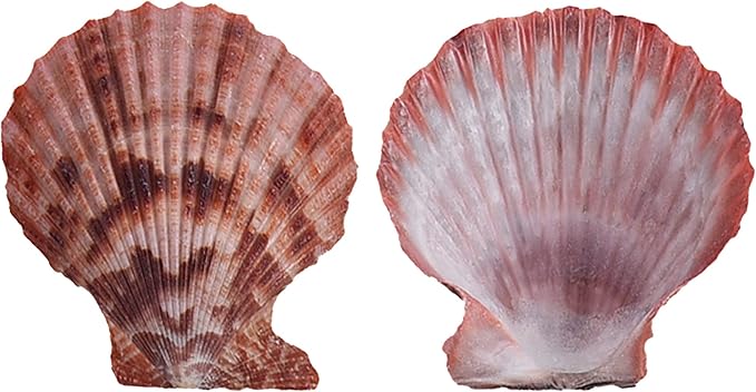 Colorful 50+ Pcs Scallop Shell Natural Mixed Color Seashells - Image 2