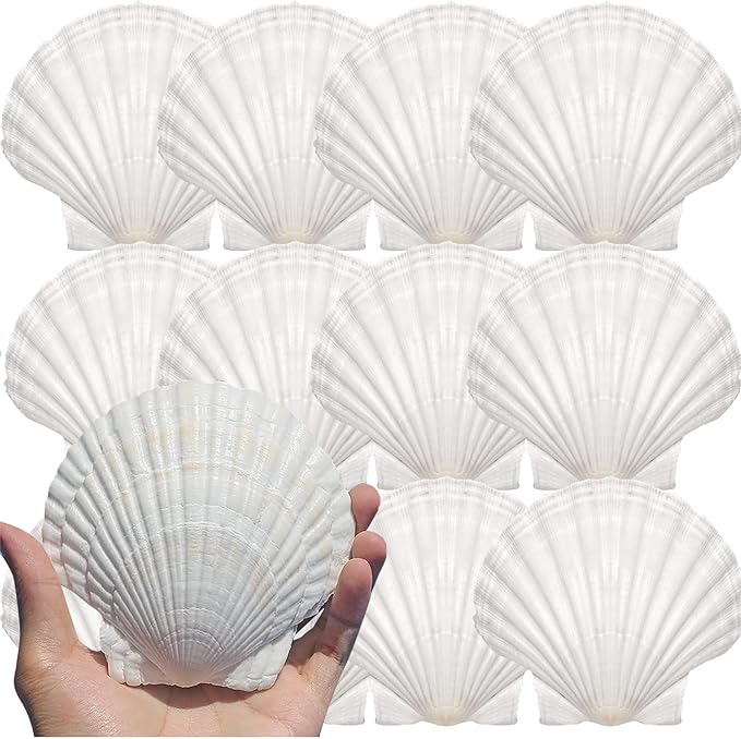 12PCS Large Natural Scallop Shells 4''-5'' White Sea Shells by Unknown